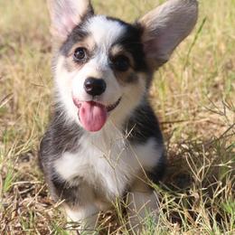 Raven - Black and tan female Pembroke Welsh Corgi puppy in West, Texas from Rustic Spur Kennel