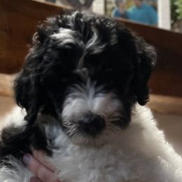 York - Male - Black and white Sheepadoodle puppy in Surprise, Arizona from Desert Lily Doodles