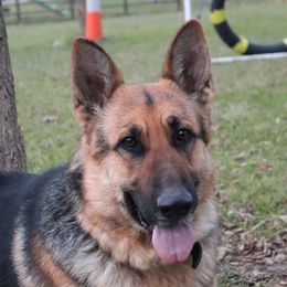 Halo - German Shepherd