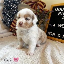 Cinder - Red merle female Australian Shepherd puppy in Murrayville, Georgia from Mountain Ridge Aussies