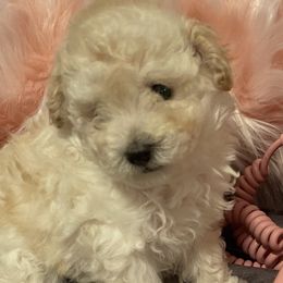Girl 1 - Cream Poodle puppy in Prosperity, Pennsylvania from Sturmwolke German Shepherds