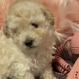 Girl 1 - Cream Poodle puppy in Prosperity, Pennsylvania from Sturmwolke German Shepherds