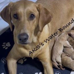 Girl 1 - Yellow female Labrador Retriever puppy in Newport, North Carolina from AKS’s Water Bound Retrievers