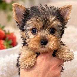 Runt Tiny little one - Blue and gold male Yorkshire Terrier puppy in Milton, Florida from Sassenach Yorkie Kennels