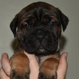 Magenta - Fawn female Cane Corso puppy in Sault Ste Marie, Michigan from Willow Creek Cane Corsos
