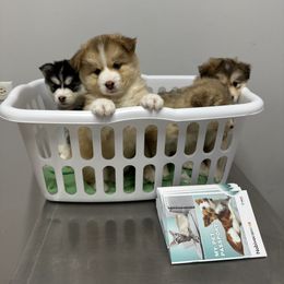 Pomsky Puppies from Lake in the hills Pomskies