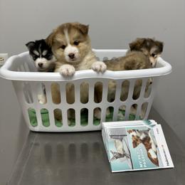 Pomsky Puppies from Lake in the hills Pomskies