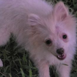 LACEY - Beaver female Pomeranian puppy in El Centro, California from BabyBooPoms