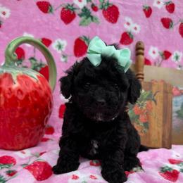 Sea shell - Black female Poodle puppy in Corbin, Kentucky from Lightning K Kanine’s