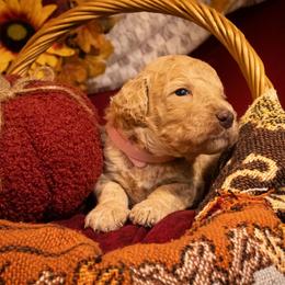 Patsy Cline - Parti female Poodle puppy in Ten Mile, Tennessee from Bella's Beauties Moyen Poodles