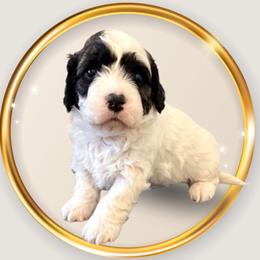 Moira - Tri-color female Cavapoo puppy in Oak Island, North Carolina from Double Doodle Cavapoos