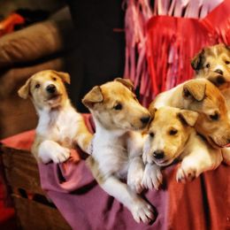 Collie Puppies from DuLac Collies