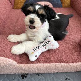 Miniature Schnauzer Puppies from Hardcastle Family Schnauzer’s