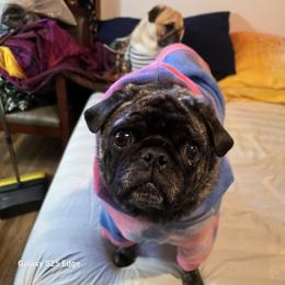Pug All Grown Up from Kapelac's Royal Pugs
