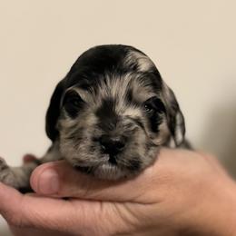 Boy 2 - Merle male Cockapoo puppy in Colorado from Garrett Doodles