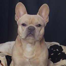 Badda - French Bulldog