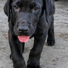 Male 3 (Trigger) - Black male Labrador Retriever puppy in Cheyenne, Wyoming from Battlemountain Kennels