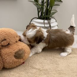 Carson - Red sable male Havanese puppy in Semmes, Alabama from Hayden's Havanese