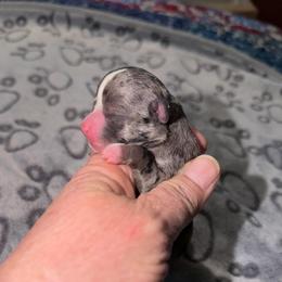 Dior - Blue merle female Chihuahua puppy in Seneca, Missouri from Stephanie’s Puppy Colony