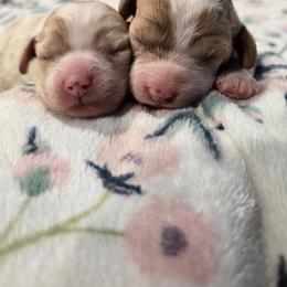 Trinity - Blenheim female Cavapoo puppy in Truckee, California from Heavenly Goldendoodles
