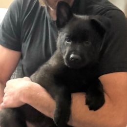 Boy 1 - Black male German Shepherd puppy in La Porte, Indiana from Haus Kriegerhund
