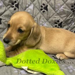 Augusta - Cream male Dachshund puppy in Havana, Florida from Dotted Doxies