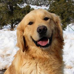Scout - Golden Retriever