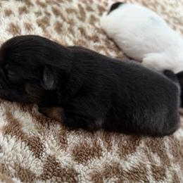Midnight - Black and tan male Shih Tzu puppy in Jacksonville, Florida from Michi Shih-Tzu
