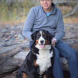 Bernedoodle and Bernese Mountain Dog All Grown Up from Mountain Top Bernedoodles