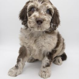 Assorted Doodle Crosses, Bernedoodle, Double Doodle, Goldendoodle, Labradoodle, and Whoodle Puppies from Our Little Farm Life Doodles