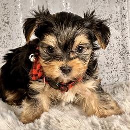 Peanut - Black and tan male Yorkshire Terrier puppy in Denver, Colorado from Melrey's paws