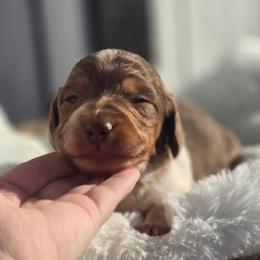 Simon - Chocolate and tan male Dachshund puppy in Mcminnville, Tennessee from Red Barn Farms Minis