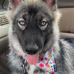 Pomeranians, Pomskies, and Siberian Huskies from Pine & Sea Poms and Pomskies