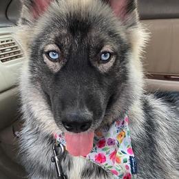 Pomeranians, Pomskies, and Siberian Huskies from Pine & Sea Poms and Pomskies