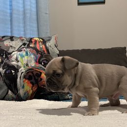 French Bulldog Puppies from Zoey's Dynasty French Bulldogs