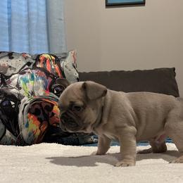 French Bulldog Puppies from Zoey's Dynasty French Bulldogs