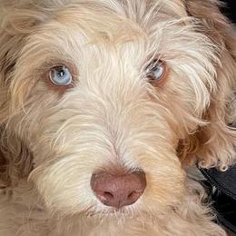 Aussiedoodles, Cavalier King Charles Spaniels, and Cavapoos from Shelby Paws