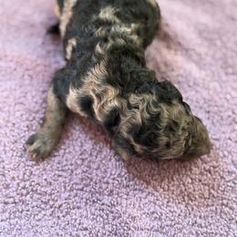 Flicker - Phantom female Poodle puppy in St. Johnsbury, Vermont from Poodles of the Northern Woods