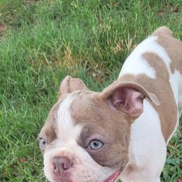 Boston Terriers from Dixies  southern  bostons