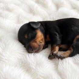 Brooke - Black and tan female Dachshund puppy in Lakeland, Florida from Queens of the South