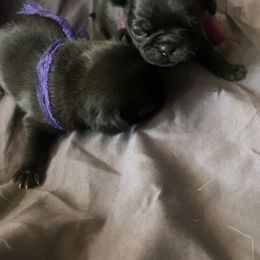 Pug Puppies from The Grumble Pack
