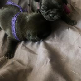 Pug Puppies from The Grumble Pack