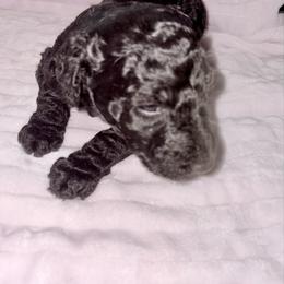 Estelle (Sharon's) - Silver female Poodle puppy in Meadowbrook, California from Standard Poodle Pups