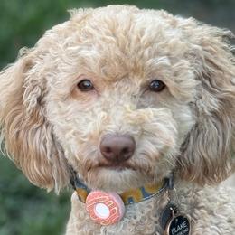 Blake - Goldendoodle