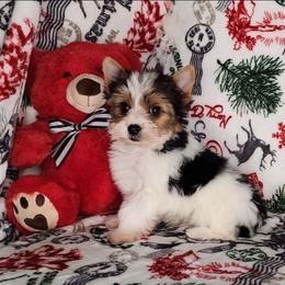 AKC Puppy Boy 2 Dazzle - Parti male Yorkshire Terrier puppy in Sequim, Washington from Spirit Valley Family