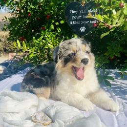 Miniature Australian Shepherd Puppies from DLT MiniAussie
