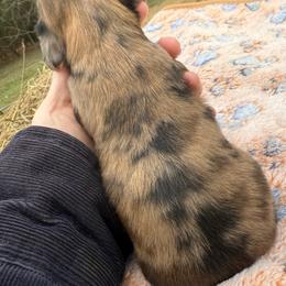 Rose - Dapple female Dachshund puppy in Mountain Home, Arkansas from Furry Friends Kennel