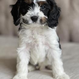 Cavapoo and Poodle Puppies from Autumn Poodles/Doodles