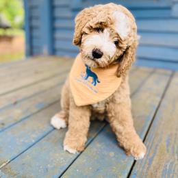 Star - Cream female Goldendoodle puppy in Evans, Georgia from Have-a-Doodle Hill
