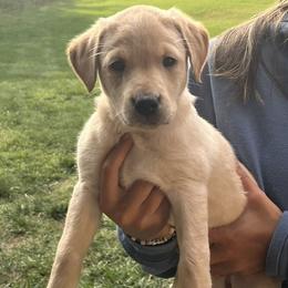 Pink collar female - Yellow female Labrador Retriever puppy in Stokesdale, North Carolina from Belews Creek Gundogs